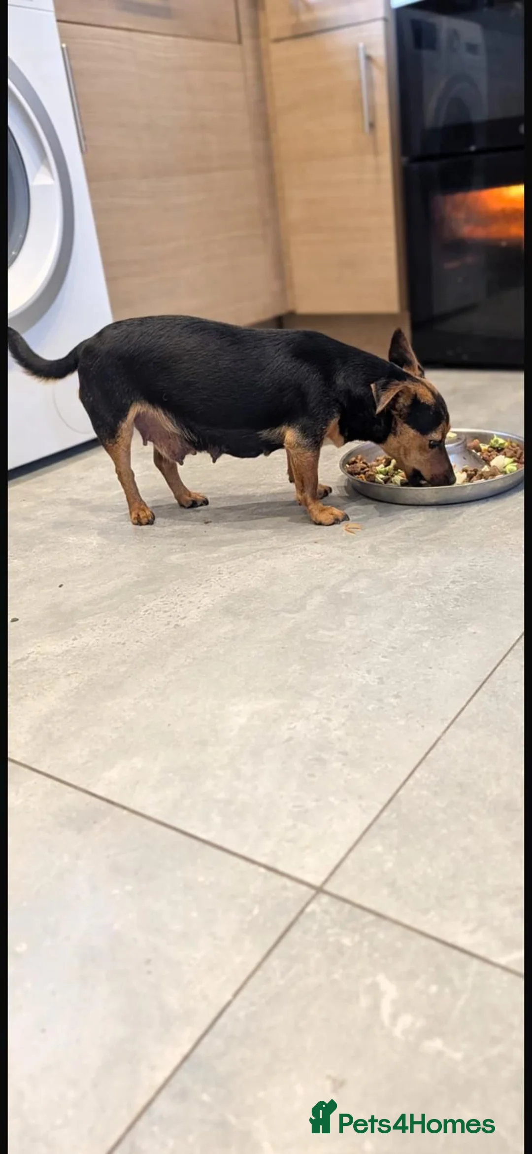 Jack Russell dogs for sale: Miniature jack Russel - Advert 8