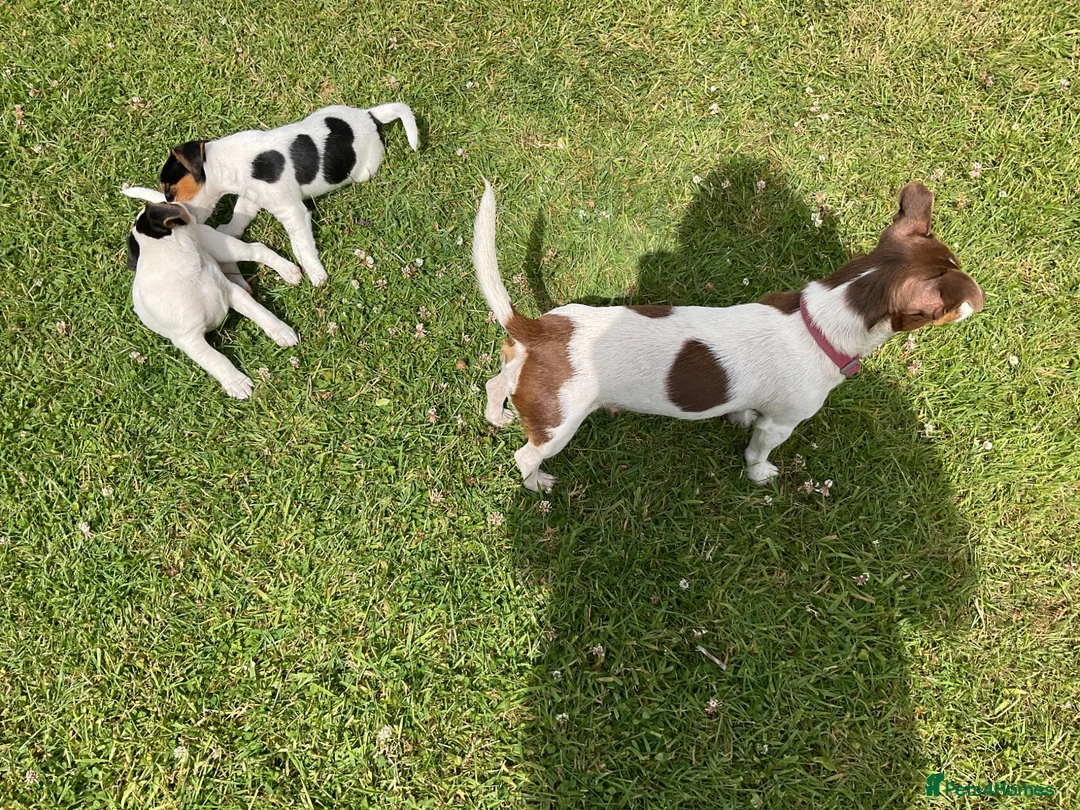 Jack Russell dogs for sale: Jack Russell Pups - Advert 2