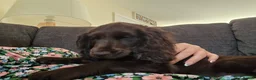 Cockapoo dogs for sale: Last chocolate Cockapoo girl  - Advert 8