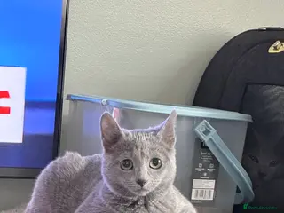 Russian Blue cats Adorable tica registered Russian blue kitten - Advert 2