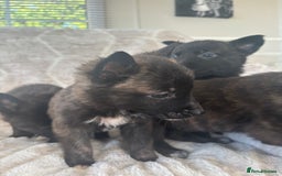 Belgian Shepherd Dog dogs for sale: Belgian shepherds - Advert 4