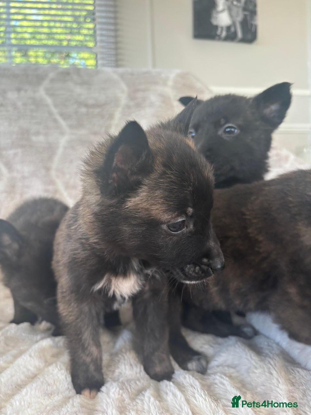 Belgian Shepherd Dog dogs for sale: Belgian shepherds - Advert 4