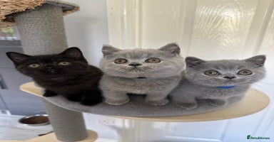 British Shorthair cats - Advert 3