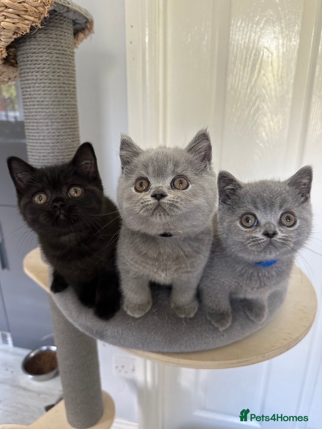 British Shorthair cats for sale: Gccf registered pedigrees kittens - Image 2