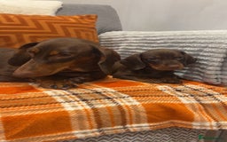 Dachshund dogs for sale: Dachounds for sale  - Image 16