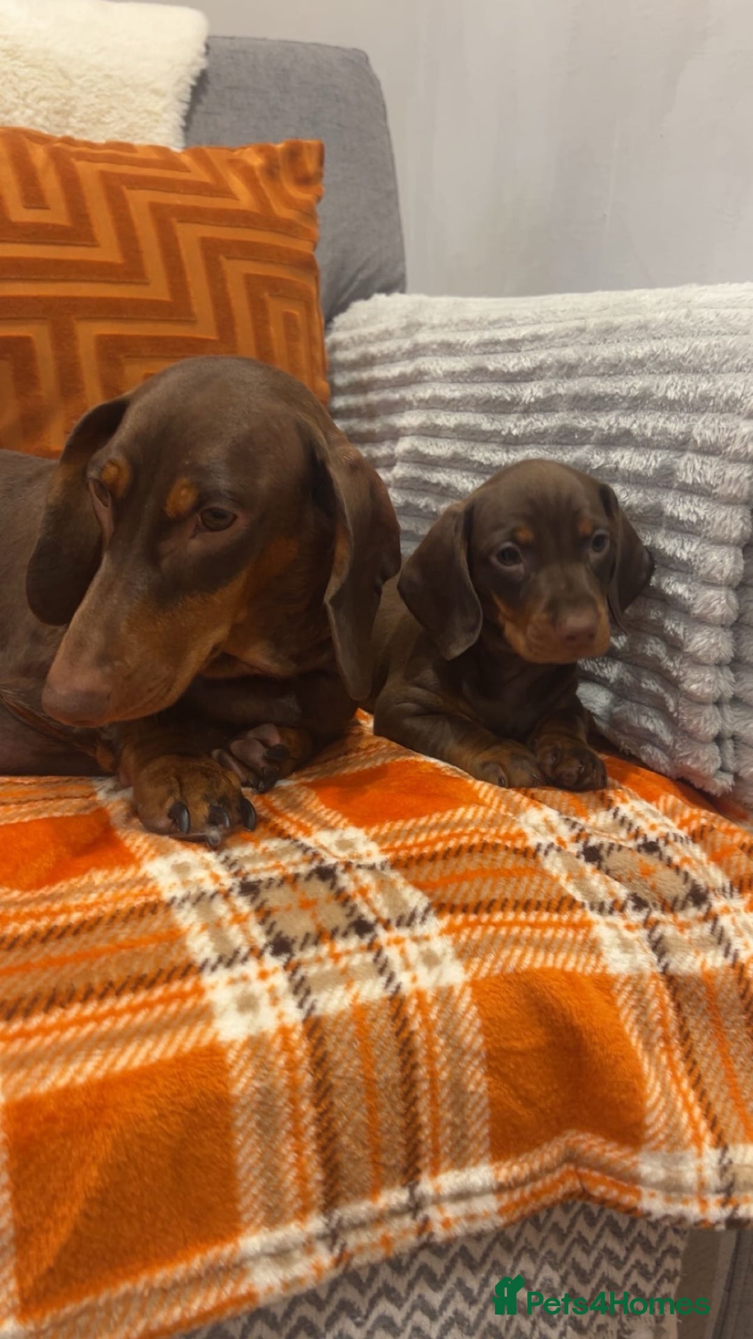 Dachshund dogs for sale: Dachounds for sale  - Image 16