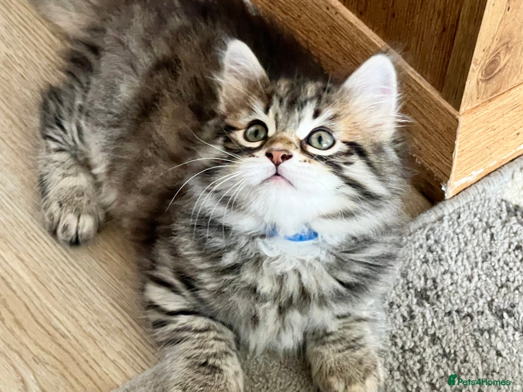 Siberian cats for sale: 🤎💚Gorgeous Traditional Siberian Babies💚🤎 - Image 2
