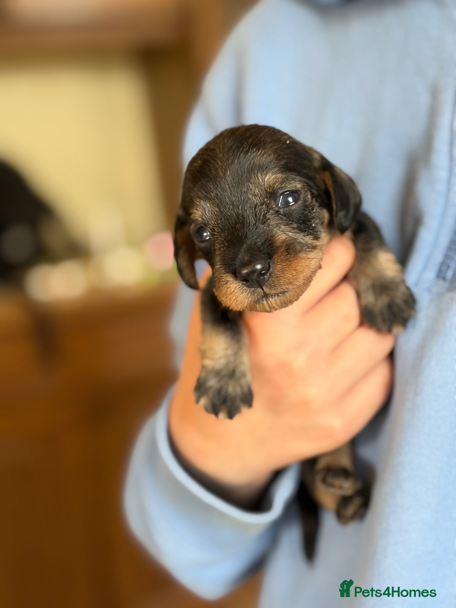 Dachshund dogs for sale: Beautiful Pedigree Wire-Haired Dachshund Puppies - Advert 6