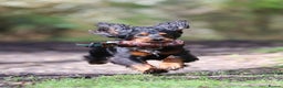 Cocker Spaniel dogs for stud: Black and tan cocker stud at Kellandbrook Gundogs  in Crediton - Advert 6