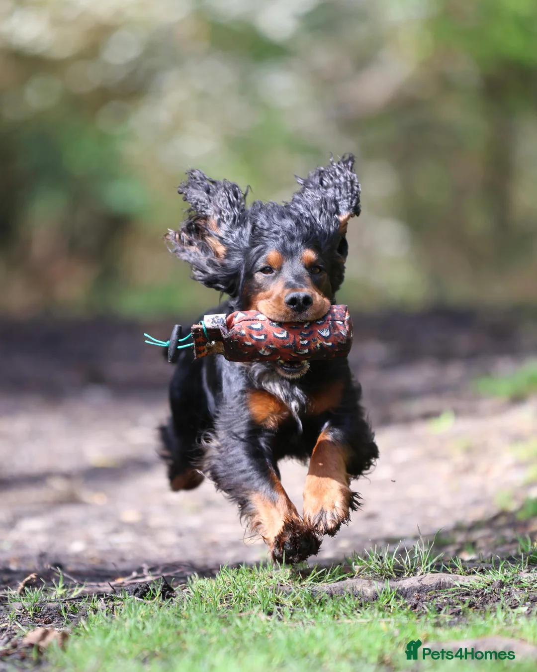 Cocker Spaniel dogs for stud: Black and tan cocker stud at Kellandbrook Gundogs  in Crediton - Advert 6