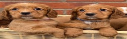 Cocker Spaniel dogs for sale: KC Reg & Health Tested Working Cocker Spaniels - Advert 4