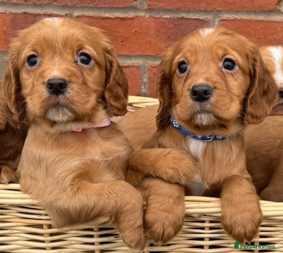 Cocker Spaniel dogs for sale: KC Reg & Health Tested Working Cocker Spaniels - Advert 4