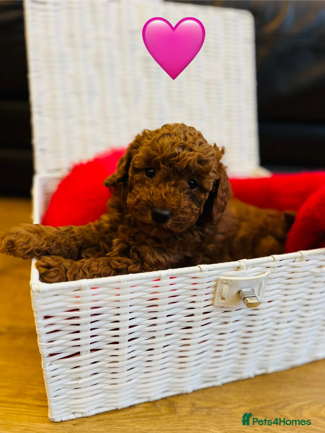 Cockapoo dogs for sale: Cockapoo Puppies - Advert 4