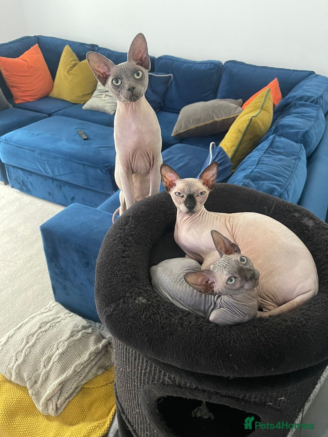 Sphynx cats for sale: Dark grey canadian sphynx boy for sale  - Image 7