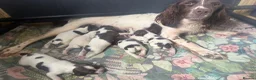 English Springer Spaniel dogs for sale: Liver and white springer dog puppies for sale   - Advert 2