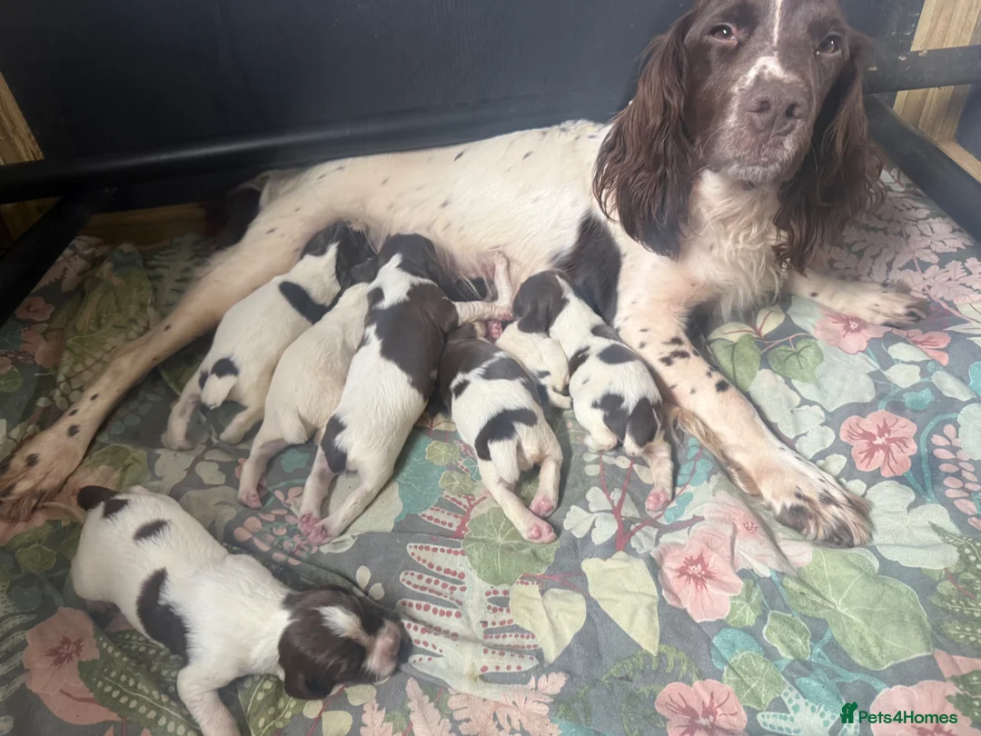 English Springer Spaniel dogs for sale: Liver and white springer dog puppies for sale   - Advert 2
