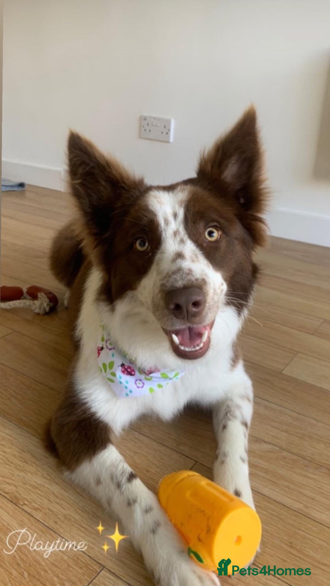 Mixed Breed dogs Beautiful Border Collie x American Bully pups - Advert 4