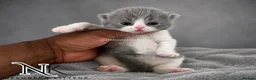 British Shorthair cats for sale: Exceptional GCCF REGISTERED BSH KITTENS - Advert 25