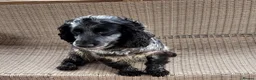 Cockapoo dogs for sale: F1 Cockapoo puppies PRA CLEAR Red in Coalville - Advert 20
