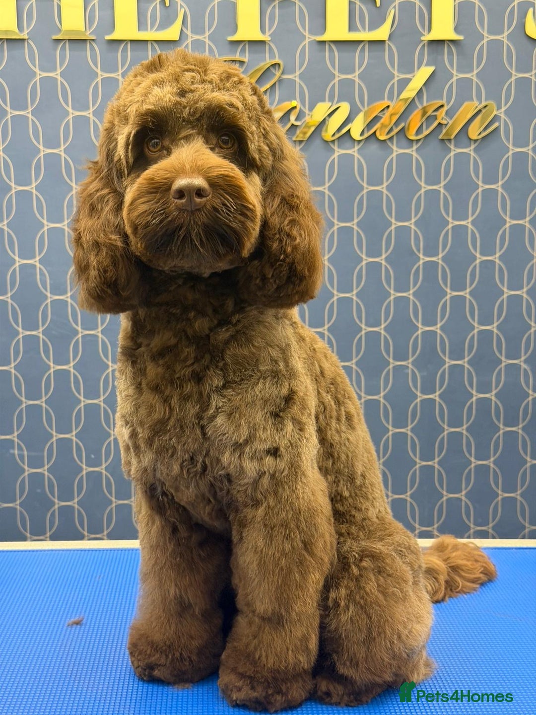 Cockapoo dogs for stud: Cockapoo Standard Male Stud - Advert 3