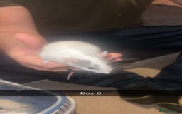 Rat rodents for sale: Rat pups - Image 10