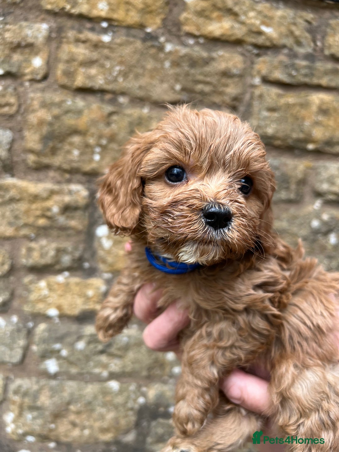 Cavapoo dogs for sale: Cavapoos puppies  - Image 19