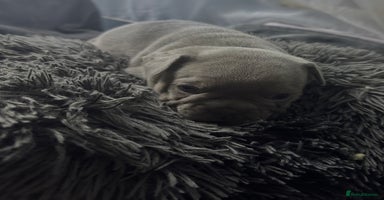French Bulldog dogs - Advert 6