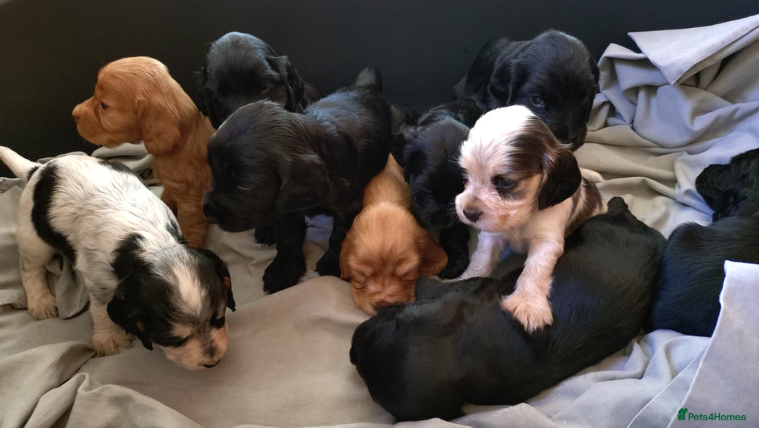 Cocker Spaniel dogs for sale: KC reg show cocker spaniel puppies - Image 7