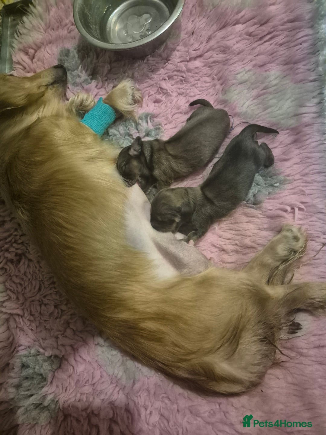 Dachshund dogs for sale: Kc boy dachshund  - Image 16