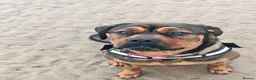 Mixed Breed dogs for sale: Rotticorso in Blackpool - Advert 4