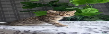 Brown Tabby British Longhair Kitten Girl