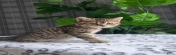 British Longhair cats for sale: Beautiful British Longhair Kittens Teddy Bear Look - Advert 12