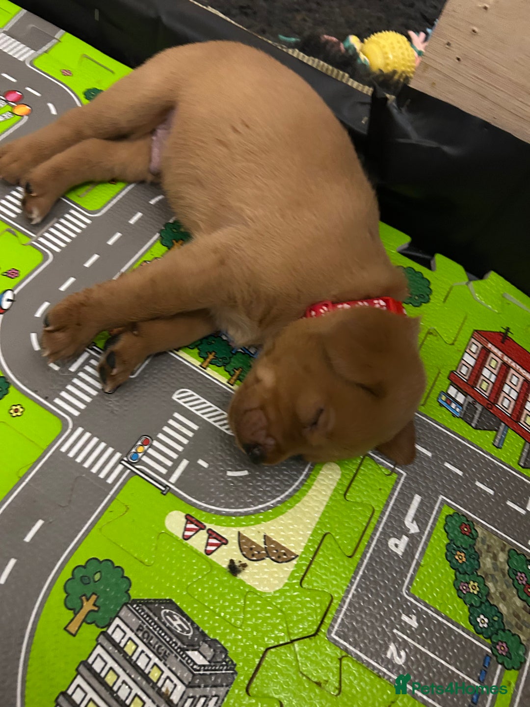 Labrador Retriever dogs for sale: Fox red labrador pups Glasgow  - Advert 19