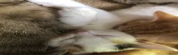 Mixed Breed cats for sale: Beautiful kittens looking for loving homes - Advert 26