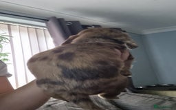 Mixed Breed dogs for sale: Docker  - Image 4