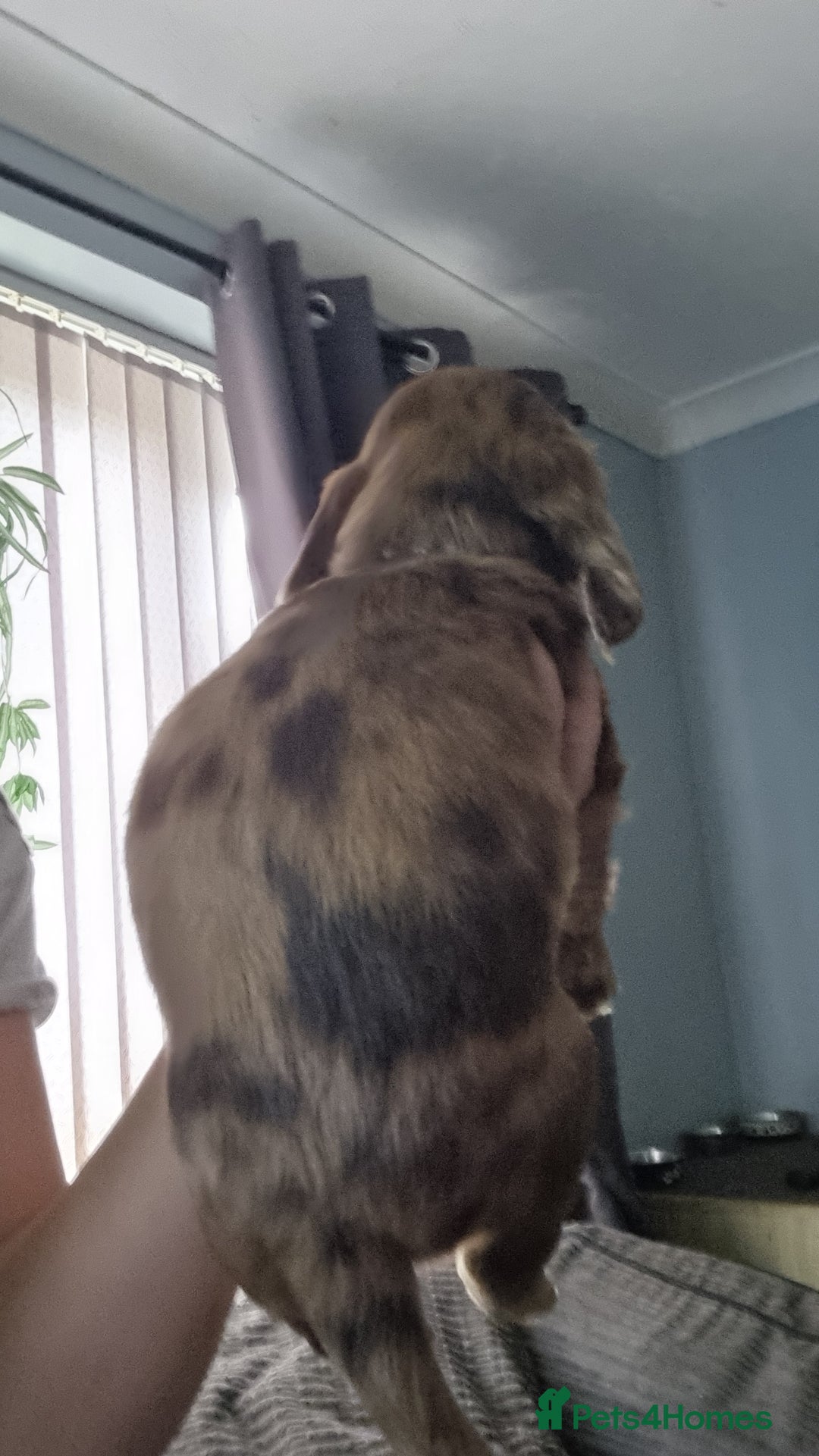 Mixed Breed dogs for sale: Docker  - Image 4