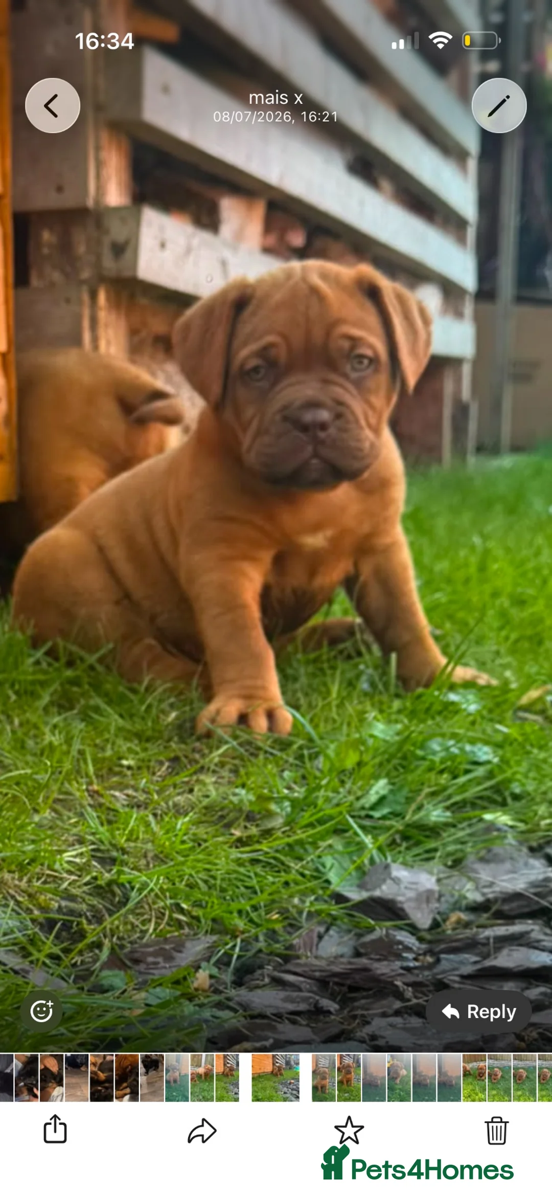 Dogue De Bordeaux dogs for sale: **world class puppy’s. READY NOW** - Advert 2
