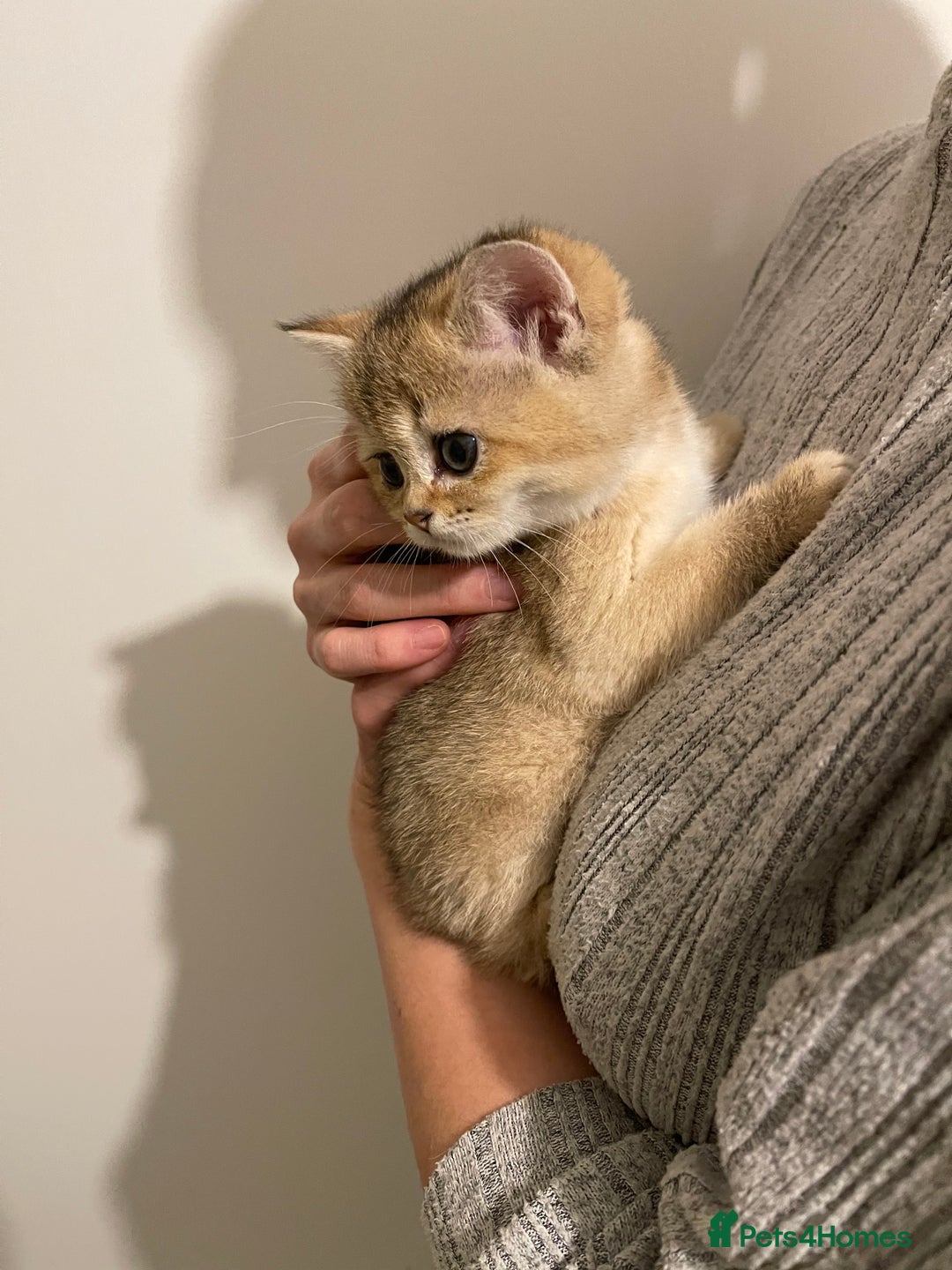 Scottish Fold cats for sale: GOLDEN SCOTTISH FOLD KITTENS  - Advert 1