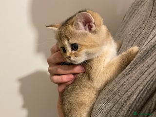 Scottish Fold cats GOLDEN SCOTTISH FOLD KITTENS - Advert 4