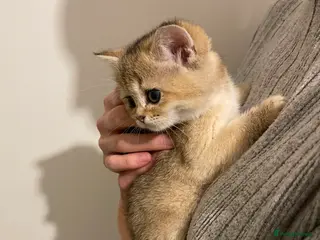 Scottish Fold cats GOLDEN SCOTTISH FOLD KITTENS - Advert 11