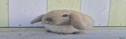 Mini Lop rabbits for sale: 💙 Beautiful and friendly mini lop boys 💙 - Advert 5
