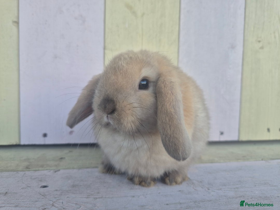 Mini Lop rabbits for sale: 💙 Beautiful and friendly mini lop boys 💙 - Advert 5