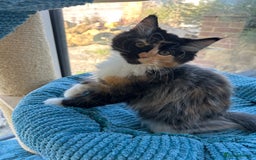 Maine Coon cats for sale: Pedigree Maine Coon kittens  - Image 7