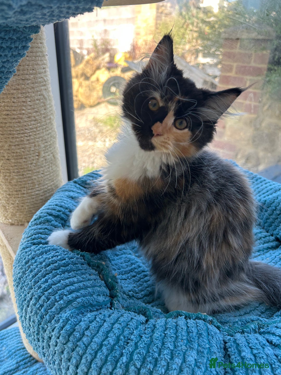 Maine Coon cats for sale: Pedigree Maine Coon kittens  - Image 7