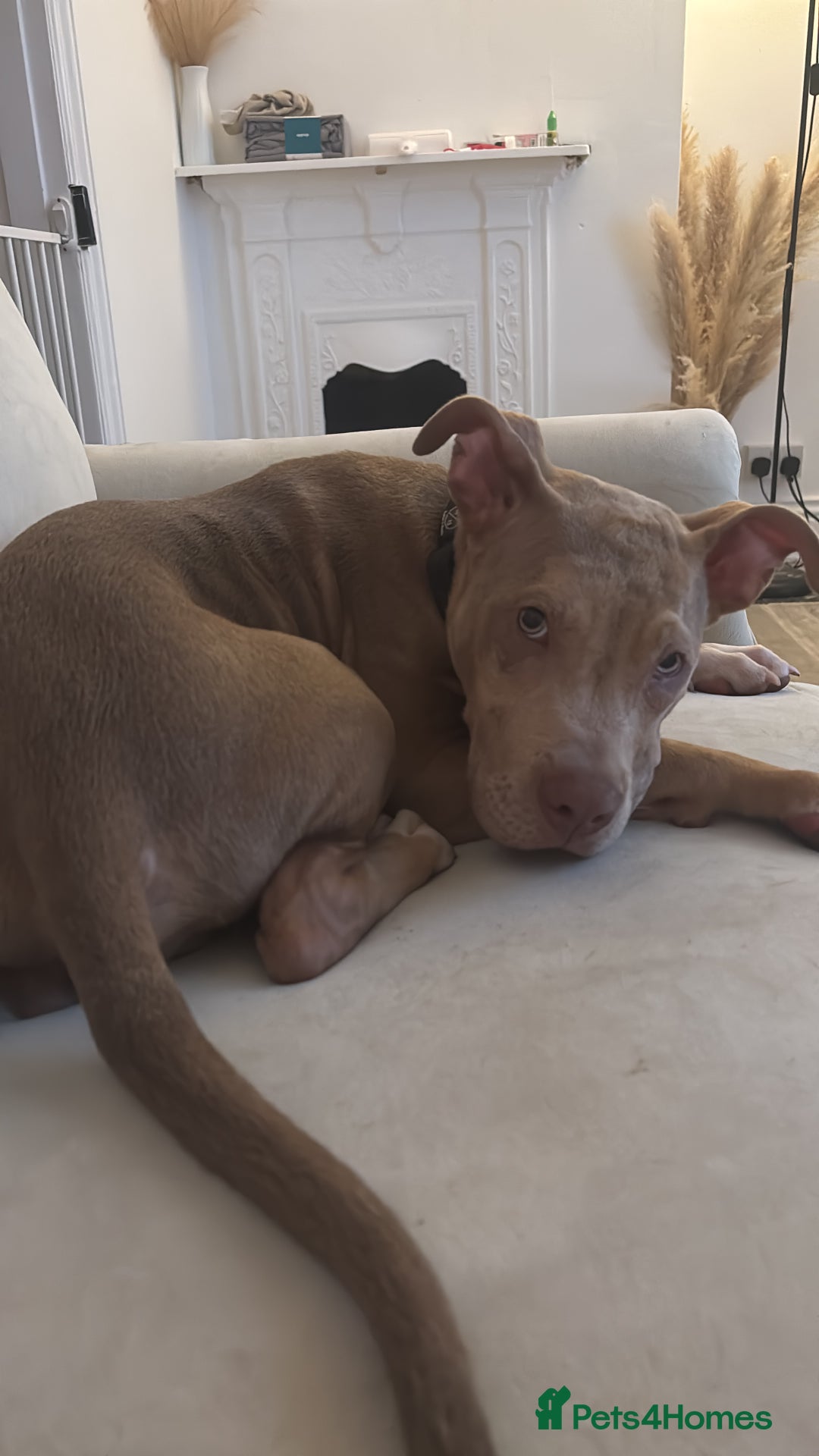 Mixed Breed dogs for sale: 7 Month Old Pup For Sale, PRICE IS NEGOTIABLE. - Image 2
