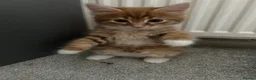 Maine Coon cats for sale: Beautiful Maine Coon Cross  - Advert 1