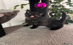 Selkirk Rex cats for sale: Selkirk rex kittens 😻 - Image 24