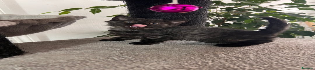 Selkirk Rex Kitten 2