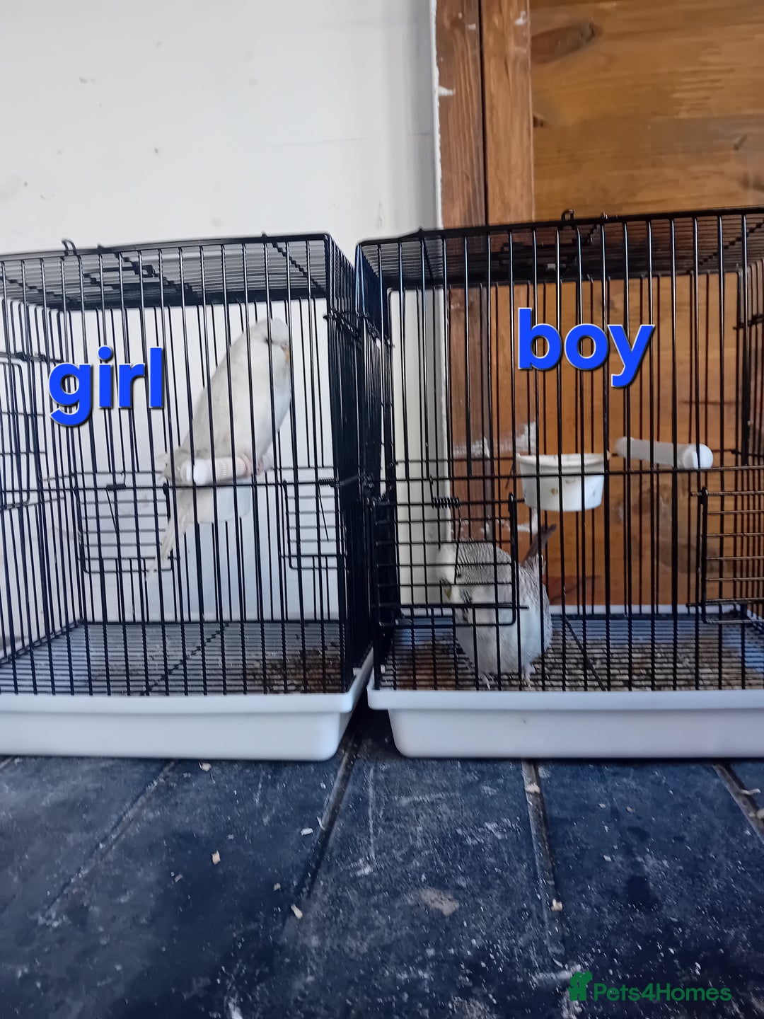 Budgerigars birds for sale: Budgies  - Advert 2