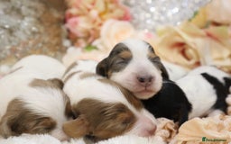 Miniature Dachshund dogs for sale: KC Longhair Miniature Dachshund Puppies - Image 1